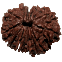 14 mukhi Rudraksha